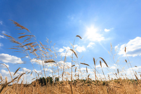 sun behind the clouds on a warm day, nature series