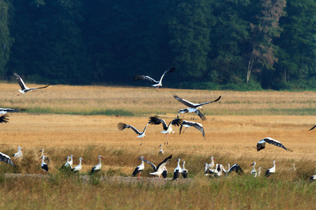 wild bird in their natural habitat, nature seriesの写真素材