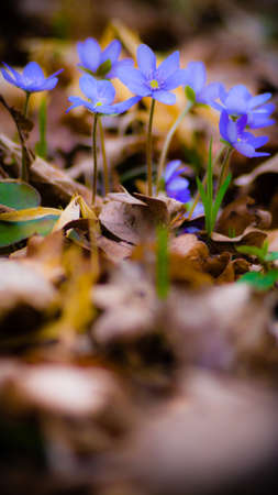 flowers as a colorful background, macro photo, nature seriesの写真素材