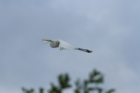 wild bird in their natural habitat, nature series