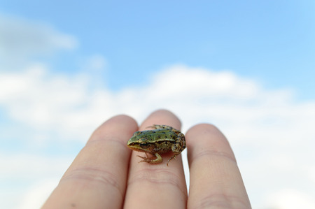 small frog rescued from a busy road on hand , nature series
