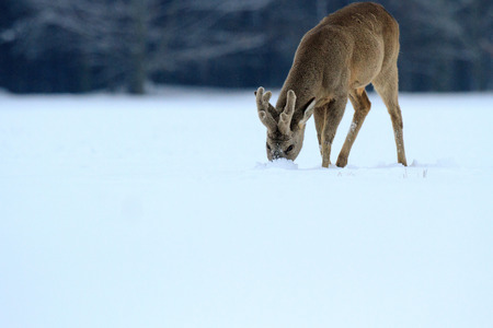 Roe deer over the forest background in sunny dayの写真素材