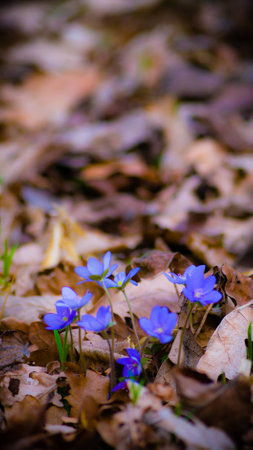 flowers as a colorful background, macro photo, nature seriesの写真素材