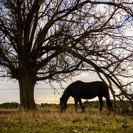 horse in a field, farm animals, nature seriesの写真素材