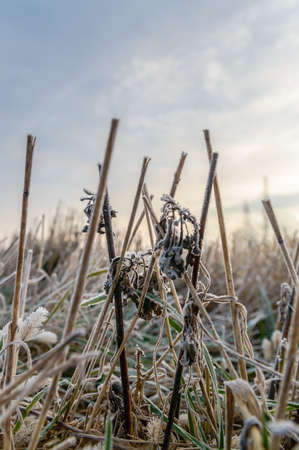 plants for natural background, nature seriesの写真素材