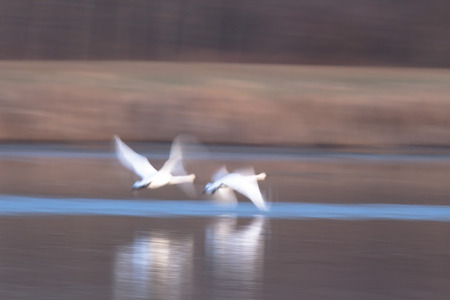 many birds in their natural habitat, nature seriesの写真素材