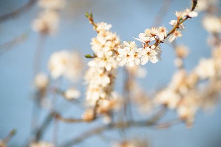 flowers as a colorful background, macro photo, nature series