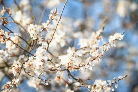 flowers as a colorful background, macro photo, nature series