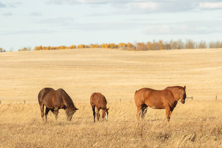 horse in a field, farm animals, nature seriesの写真素材