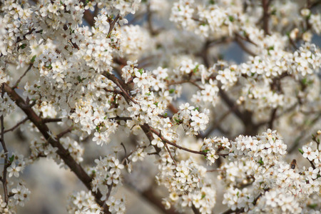 flowers as a colorful background, macro photo, nature seriesの写真素材