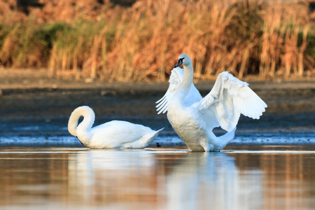 swan on blue lake water in sunny day, swans on pond, nature seriesの写真素材