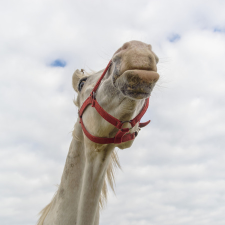 horse in a field, farm animals, nature seriesの写真素材