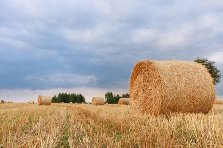 agricultural field, nature and agriculture farming seriesの写真素材