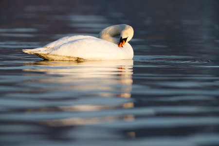 swan on blue lake water in sunny day, swans on pond, nature seriesの写真素材