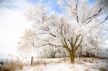 old big frozen tree on color background with blue skyの写真素材