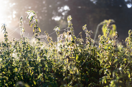spider web with colorful background, nature seriesの写真素材