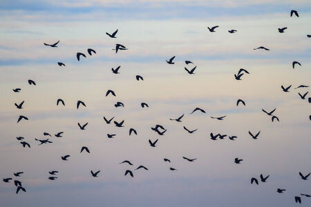 many birds in their natural habitat, nature seriesの写真素材
