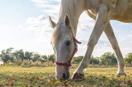 horse in a field, farm animals, nature seriesの写真素材