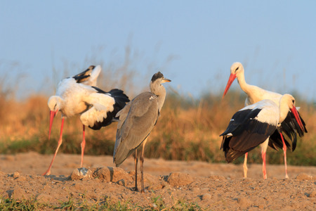 wild bird in their natural habitat, nature seriesの写真素材