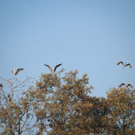 wild bird in natural habitat, nature series