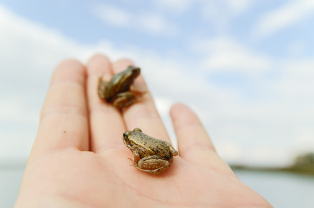 small frog rescued from a busy road on hand as a background, nature series