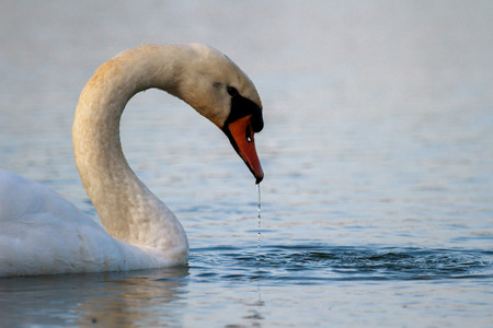 swan on blue lake water in sunny day, swans on pond, nature seriesの写真素材