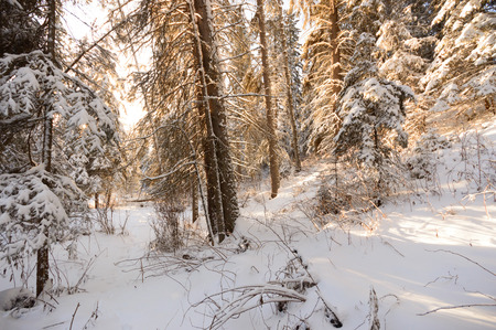 trees covered with snow in winter forest, nature seriesの写真素材