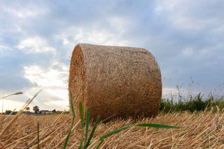 agricultural field, nature and agriculture farming seriesの写真素材