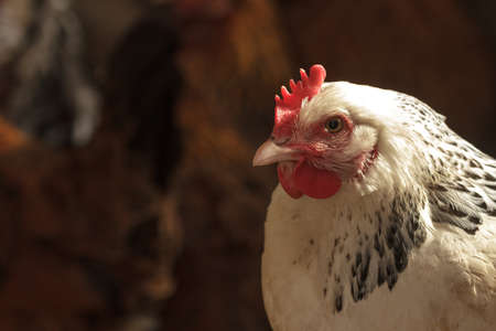 Image shows chicken searching for food, chicken seriesの写真素材