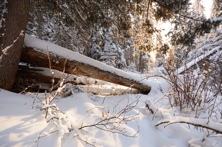trees covered with snow in winter forest, nature seriesの写真素材