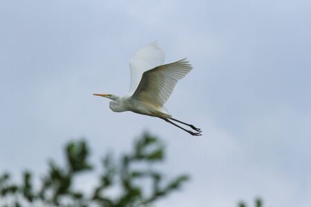 wild bird in their natural habitat, nature series