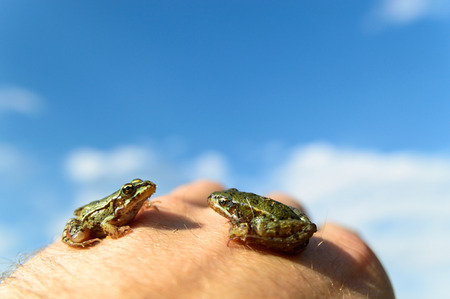 small frog rescued from a busy road on hand as a background, nature seriesの写真素材