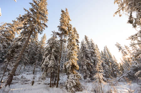 trees covered with snow in winter forest, nature seriesの写真素材
