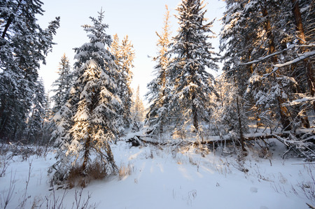 trees covered with snow in winter forest, nature seriesの写真素材