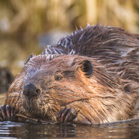 shot of a wild beaver near lake, nature seriesの写真素材