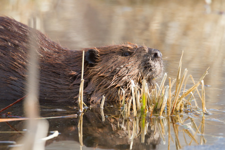 shot of a wild beaver near lake, nature seriesの写真素材