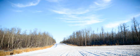 winter landscape of young grey forest with bright blue skyの写真素材