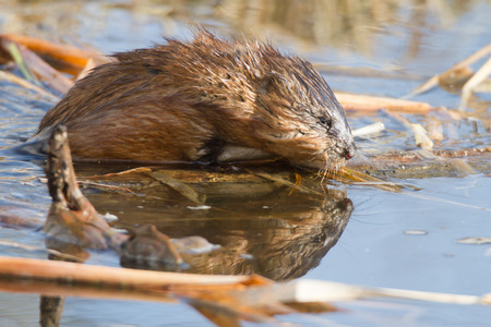 brown muskrat near lake, nature seriesの写真素材