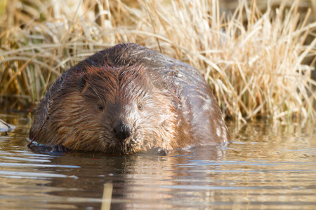 shot of a wild beaver near lake, nature series