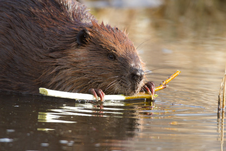 shot of a wild beaver near lake, nature seriesの写真素材