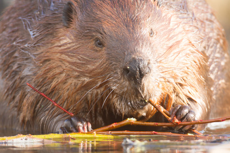 shot of a wild beaver near lake, nature seriesの写真素材