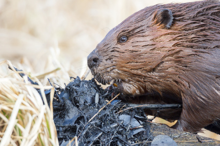 shot of a wild beaver near lake, nature seriesの写真素材