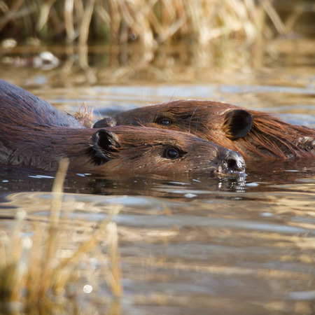 shot of a wild beaver near lake, nature seriesの写真素材