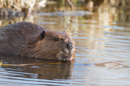 shot of a wild beaver near lake, nature seriesの写真素材