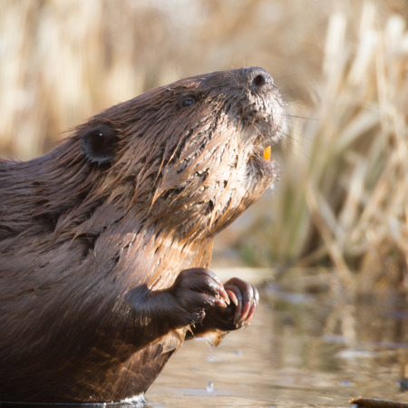 shot of a wild beaver near lake, nature seriesの写真素材
