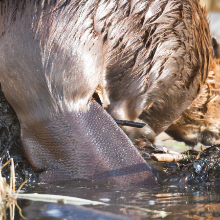 shot of a wild beaver near lake, nature seriesの写真素材