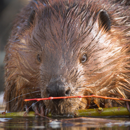 shot of a wild beaver near lake, nature seriesの写真素材
