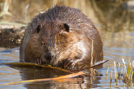 shot of a wild beaver near lake, nature seriesの写真素材