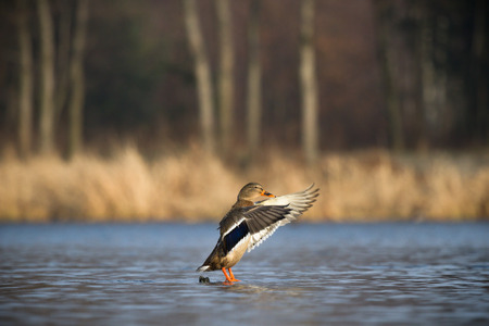 wild bird in natural habitat, nature seriesの写真素材
