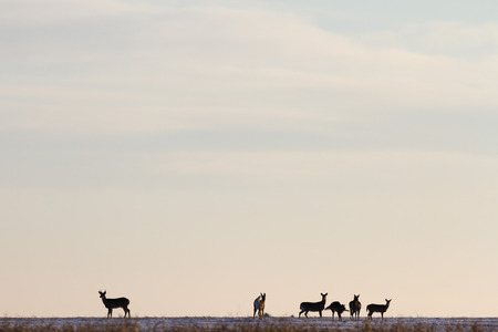 Roe deer over the forest background in sunny dayの写真素材